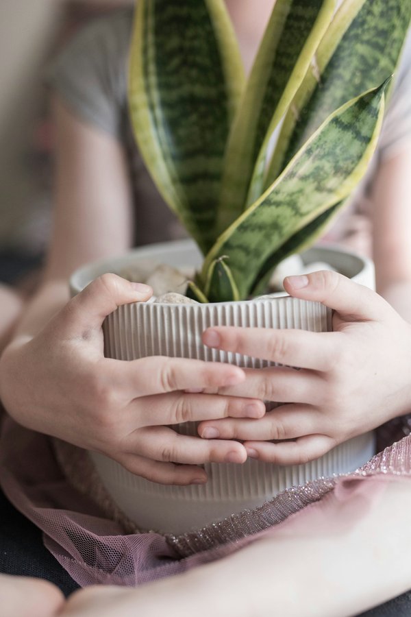 Quelles plantes choisir pour un jardin de bordure résistant aux conditions urbaines ?