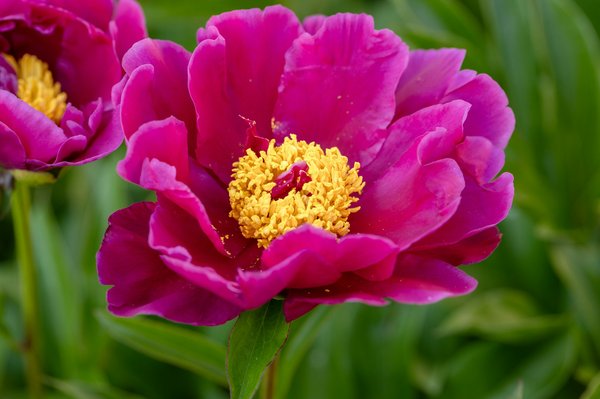 Créer un jardin écologique : conseils pratiques et astuces